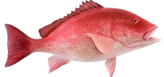 Fasilkom