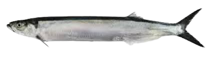 Fasilkom